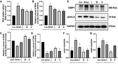 Apigenin protects against ischemic stroke by increasing DNA repair